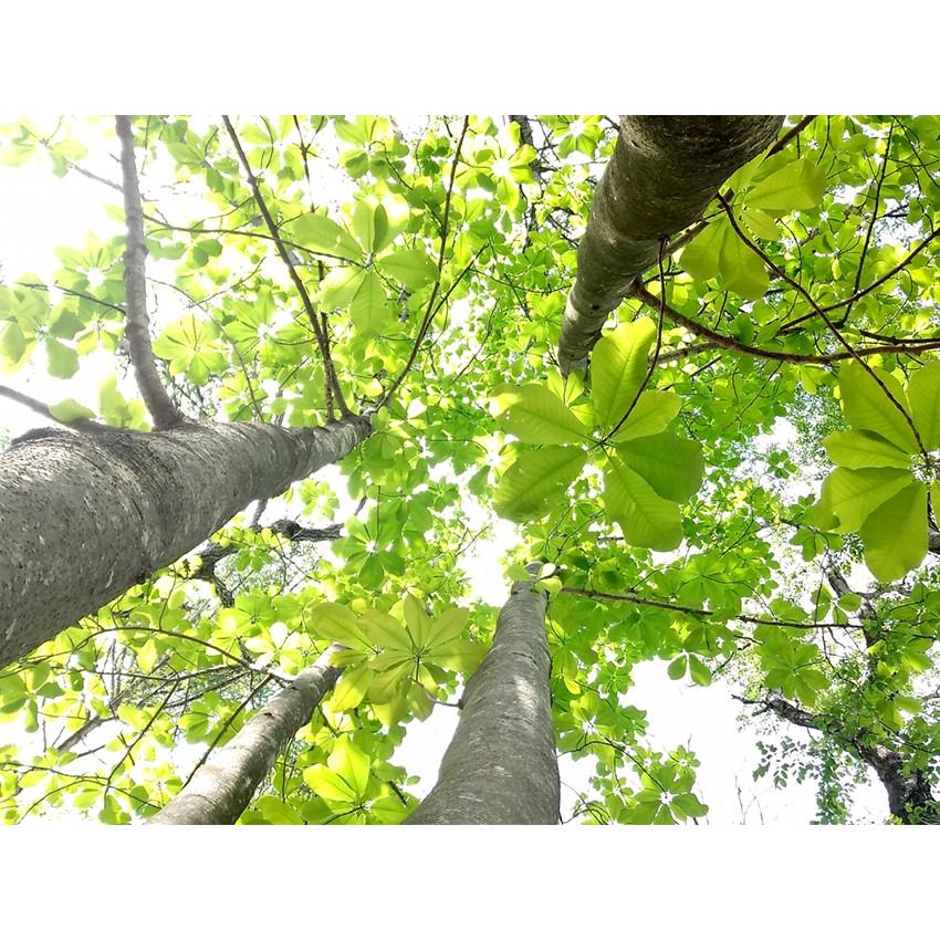 看板 ひのき 無垢材 ネームプレート